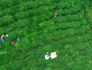 Yaş çay üreticilerine fark ödemesi desteği
