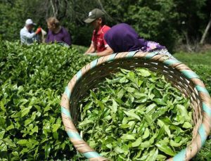 Yaş çaya kilogram başına verilecek fark ödemesinin şartları açıklandı