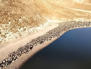 Yaylalara Göç: Koyunlar Kalp Gölü’nde