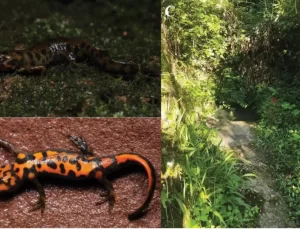 Yeni Kuyruklu Kurbağa Türü Keşfedildi