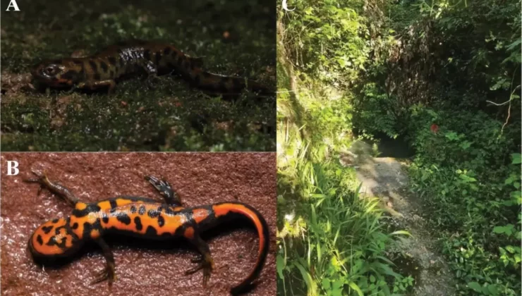 Yeni Kuyruklu Kurbağa Türü Keşfedildi