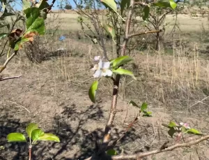 Yozgat’ta Elma Ağaçları Mevsim Dışı Çiçek Açtı