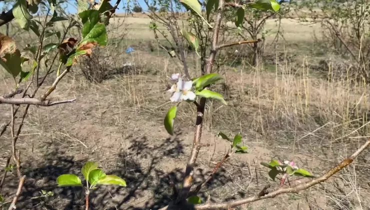 Yozgat’ta Elma Ağaçları Mevsim Dışı Çiçek Açtı