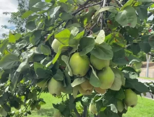 Yozgat’ta Meyve Bahçeleri Artıyor