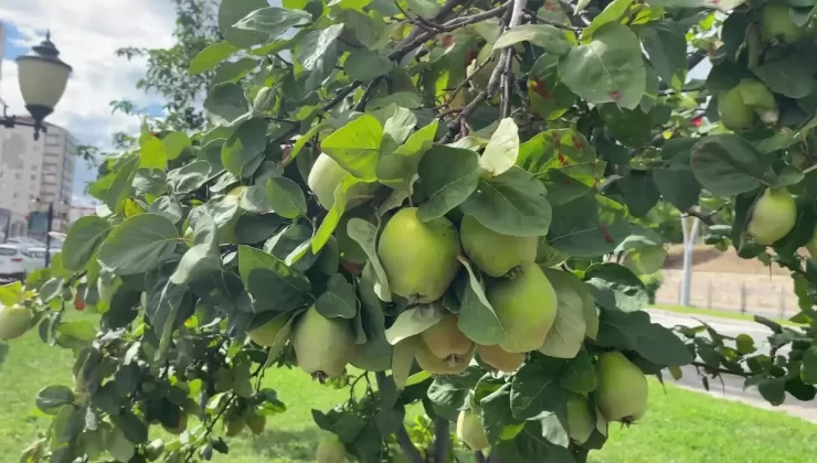 Yozgat’ta Meyve Bahçeleri Artıyor