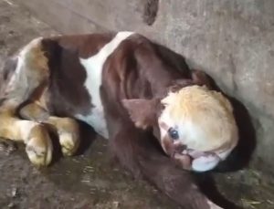 Yozgat’ta yeni doğan buzağının görüntüsü panik yarattı