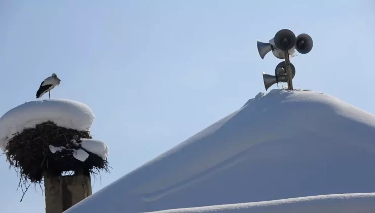 Yüksekova’da Leylekler Kışı Geçiriyor