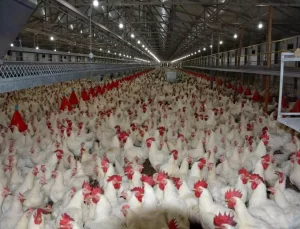 Yumurta, Geleceğin Temel Protein Kaynağı