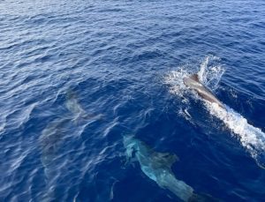 Yunus balıklarının nefesinde ilk defa mikroplastiğe rastlandı