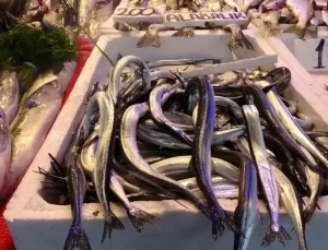 Zargana Avında Bereket