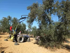 Zeytin Hasadı İçin Yerli Makine Üretimi