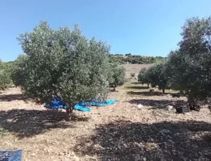 Zeytin Üreticileri Fiyat Düşüklüğünden Şikayetçi
