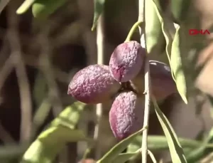 Zeytin Üretiminde Kuraklık Sorunu
