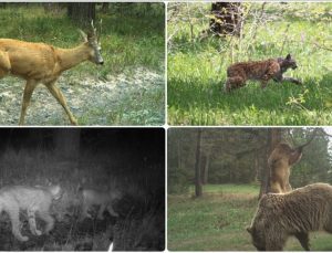 18 yıllık çalışma: Sarıkamış’ta yaban hayatının 500.000 karelik arşivi