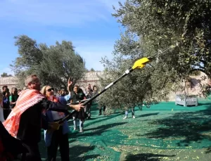 19. Ayvalık Uluslararası Zeytin Hasat Festivali’nde ilk hasat Barbun’un Çiftliği’nde gerçekleşti