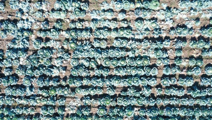 500 çiftçinin emeği tescillendi! Van’ın gururu “Erciş lahanası” oldu