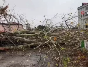 650 Yıllık Anıt Ağaç Fırtınaya Yenik Düştü