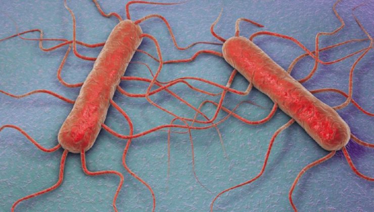 ABD’de listeria alarmı: Bir bebek öldü, 9 kişi hastaneye kaldırıldı