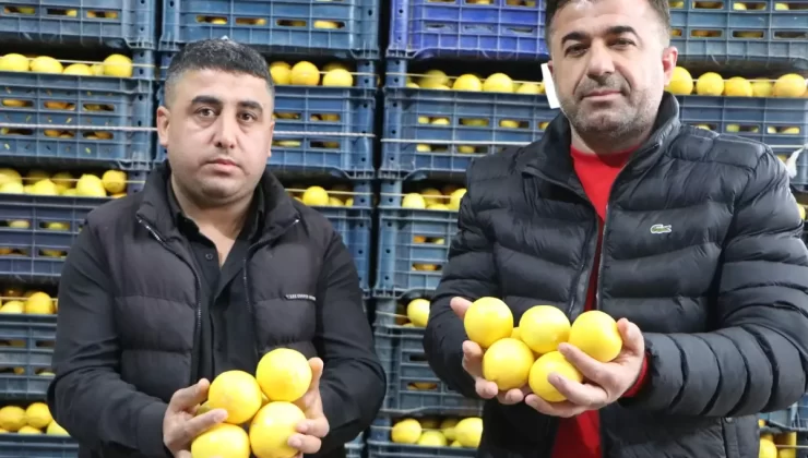 Adana’da Limon Fiyatları Uçtu: Üretici ve Tüketici Mağdur