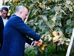 Adıyaman’da Hurma Hasadı Başladı