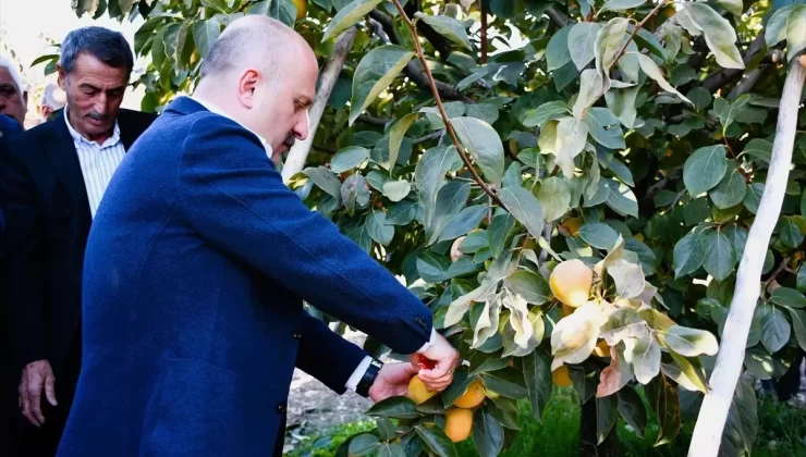 Adıyaman’da Hurma Hasadı Başladı