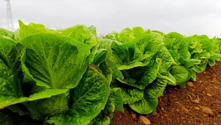 Adıyaman’da Marul Hasadı Başladı