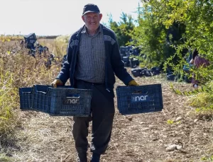 Adıyaman’da Nar Hasadı Başladı