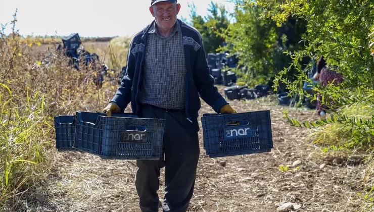 Adıyaman’da Nar Hasadı Başladı