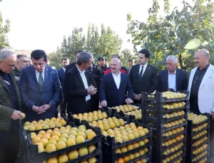 Adıyaman’da Trabzon Hurması Hasadı Başladı