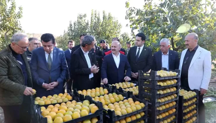 Adıyaman’da Trabzon Hurması Hasadı Başladı