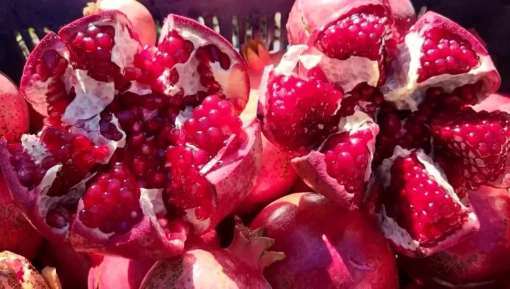 Adıyaman’ın Organik Narları Avrupa Pazarında