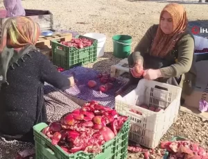 Adıyamanlı Üreticiler Nar Ekşisi ve Nar Suyuyla Kazançlarını Artırıyor