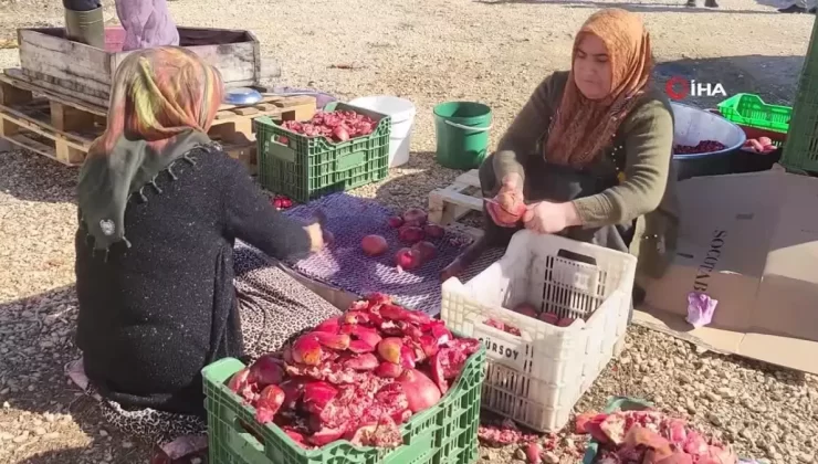 Adıyamanlı Üreticiler Nar Ekşisi ve Nar Suyuyla Kazançlarını Artırıyor