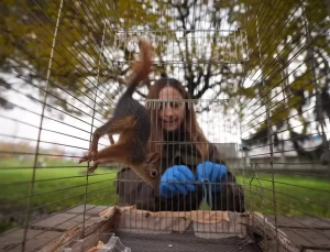 Afacan Sincap Tedavi Edildi