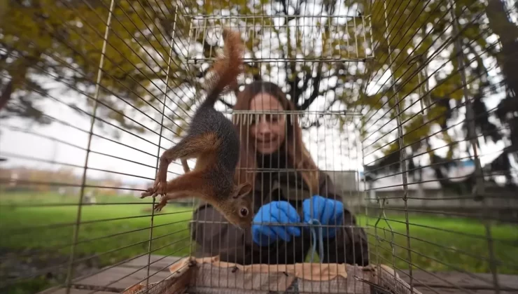 Afacan Sincap Tedavi Edildi