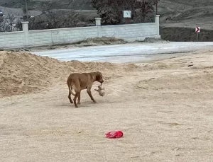 AFAD, Kum Silosunda Mahsur Kalan Köpeği Kurtardı