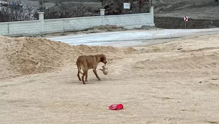 AFAD, Kum Silosunda Mahsur Kalan Köpeği Kurtardı