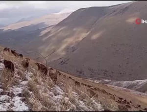 Ağrı’da Kar Yağışı Başladı