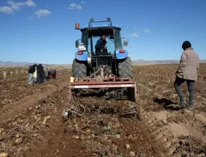 Ahlat’ta Patates Hasadı Sevindiriyor