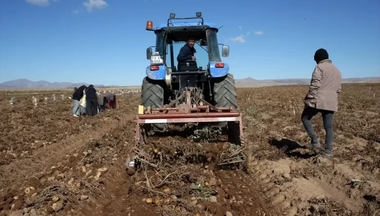 Ahlat’ta Patates Hasadı Sevindiriyor