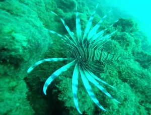 Akdeniz Tropikalleşiyor: Yeni Türler Gelen Yerli Türleri Tehdit Ediyor