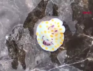 Akdeniz Tropikalleşiyor: Yeni Türlerin Etkisi ve Yerli Türlere Tehdit