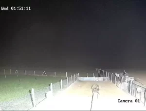 Aksaray’da Koyun Hırsızlığı