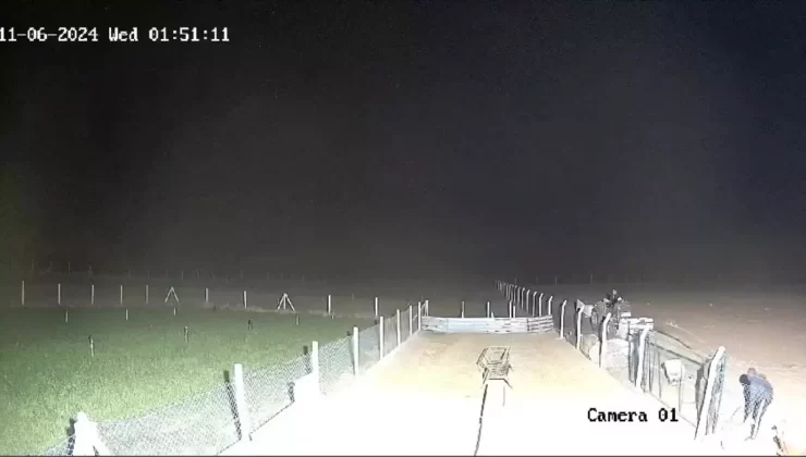 Aksaray’da Koyun Hırsızlığı