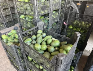 Alanya’da Avokado Fiyatları Artıyor, Hırsızlık Endişesi Tırmanıyor