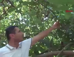 Alanya’da Avokado Fiyatları Yükseliyor