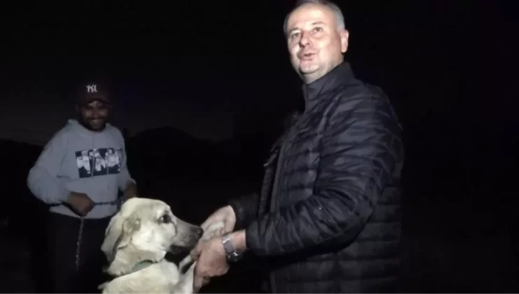 Alanya’da Avokado Hırsızlığı Üreticileri Tedirgin Ediyor