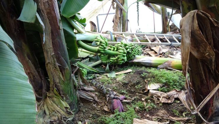 Alanya’da fırtına seralara zarar verdi