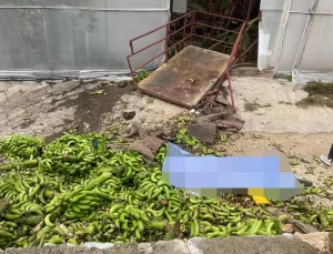 Alanya’da Muz Taşıma Kazası: 2 Ölü