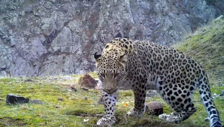 Anadolu parsı için gen araştırması